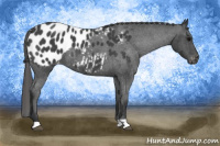 Horse Color:Blue Roan Appaloosa 
