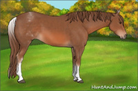 Horse Color:White Spotted Liver Chestnut Sabino 