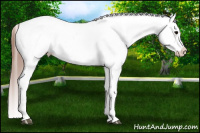 Horse Color:Brown Roan Splash Frame Appaloosa 