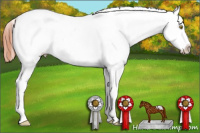 Horse Color:Amber Champagne Appaloosa 