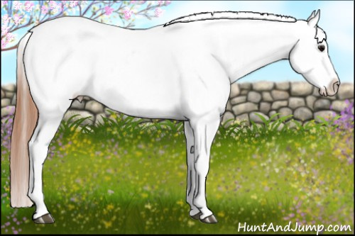 Horse Color: Bay Dun Splash Blanket 