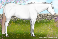 Horse Color:Bay Dun Splash Appaloosa 