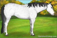 Horse Color:White Spotted Black