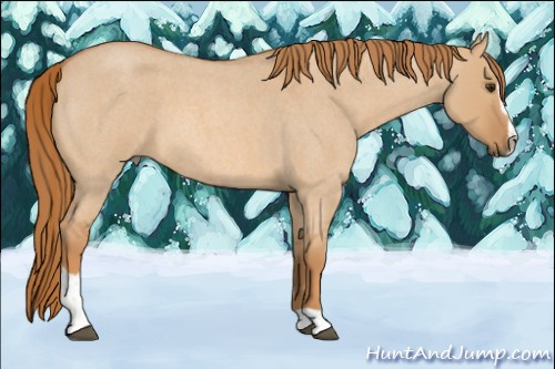 Horse Color: Red Dun Roan Sabino 