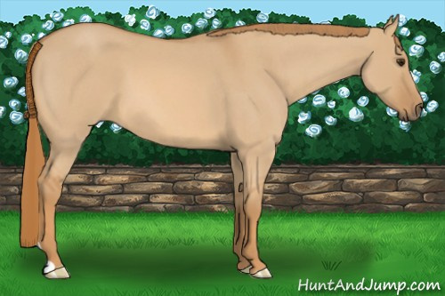 Horse Color: Red Dun Roan 