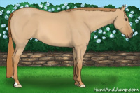 Horse Color:Red Dun Roan 
