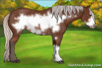 Horse Color:Silver Bay Frame Rabicano 