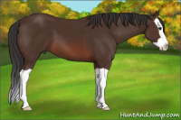 Horse Color:Bay Splash 