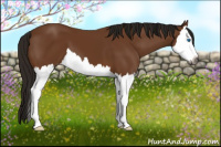 Horse Color:Gray Bay Splash 