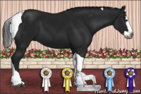 Horse Color:Gray Black Splash Tobiano