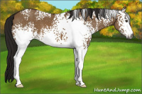 Horse Color:Gray White Spotted Bay Dun