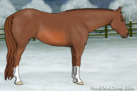 Horse Color:Liver Chestnut 