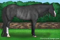 Horse Color:Brown Rabicano 