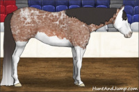 Horse Color:Bay Ice Splash 