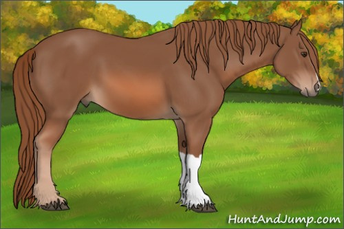 Horse Color: Liver Chestnut 