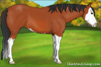 Horse Color:Bay Sabino Splash