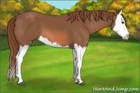 Horse Color:Chestnut Splash