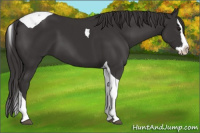 Horse Color:Buckskin Splash Tobiano 