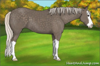 Horse Color:Silver Buckskin Splash 