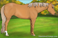 Horse Color:Palomino