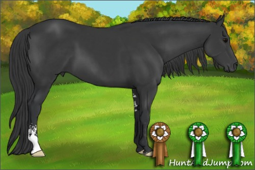 Horse Color: Black Sabino 