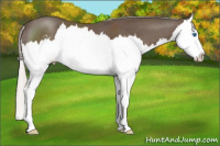 Horse Color:Silver Black Sabino Splash