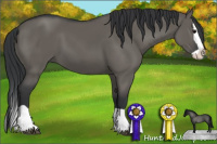 Horse Color:Grullo Splash 