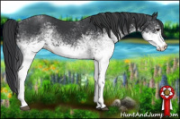 Horse Color:White Spotted Black