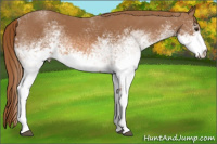 Horse Color:White Spotted Chestnut 