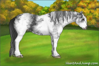 Horse Color:Gray White Spotted Black