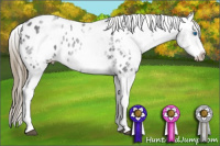 Horse Color:White Spotted Smoky Blue Roan Frame Appaloosa 