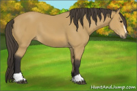 Horse Color:Buckskin Sabino