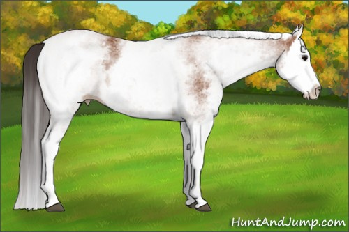 Horse Color: White Spotted Bay Splash 