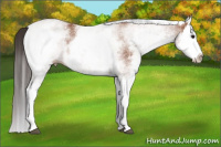 Horse Color:White Spotted Bay Splash 