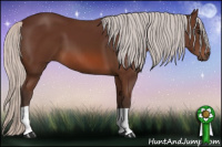Horse Color:Silver Bay 