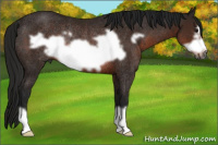 Horse Color:Gray Bay Frame Rabicano 