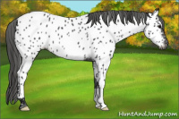 Horse Color:Gray Brown Appaloosa Rabicano 