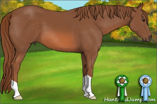 Horse Color: Liver Chestnut 