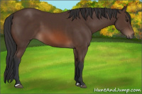 Horse Color:Brown 
