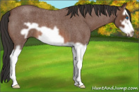 Horse Color:Bay Roan Splash Frame 
