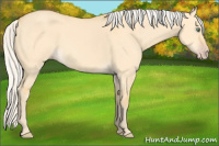 Horse Color:Silver Amber Cream Champagne Dun 