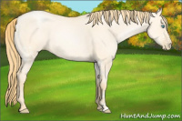 Horse Color:White Spotted Buckskin Pearl Dun 