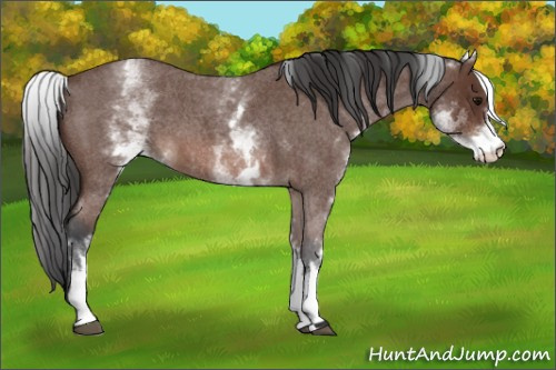 Horse Color: White Spotted Bay Roan 
