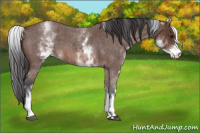 Horse Color:White Spotted Bay Roan 