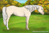 Horse Color:Silver Amber Cream Champagne Dun 