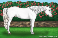 Horse Color:Palomino Sabino Blanket 