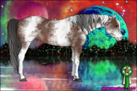Horse Color:White Spotted Bay 