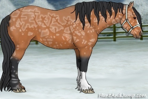 Horse Color: Bay Ice 