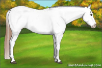 Horse Color:Red Roan Appaloosa
