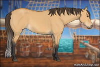 Horse Color:Buckskin Dun